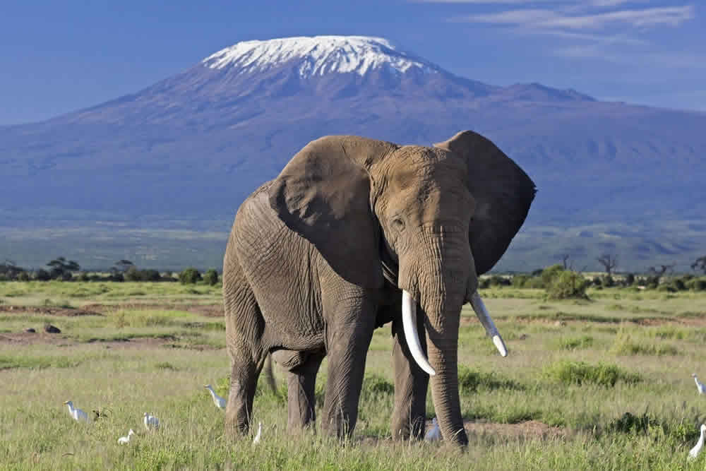 Amboseli Kenya Safari