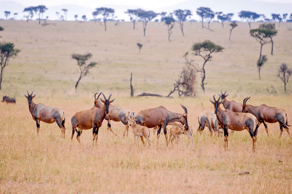 Tanzania & Kenya Safari