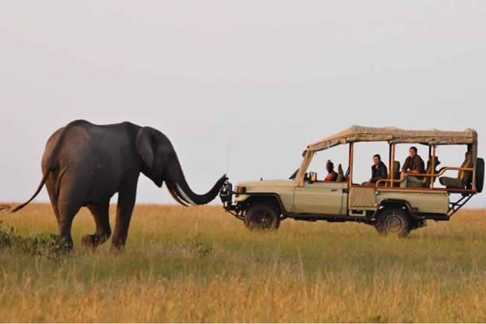 Amboseli Kenya Safari