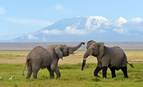 Kenya and Tanzania Combined Trips