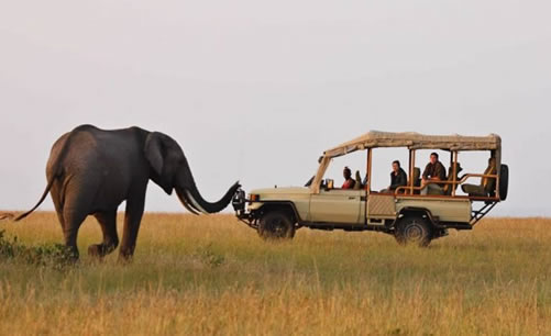 Kenya Safaris