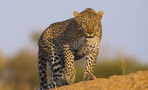 Tanzania Safaris