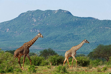 3 Days Tsavo East and Amboseli National Park