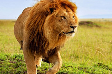 6 Days Tanzania Camping Safari